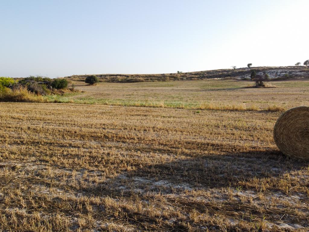 Field - Tersefanou, Larnaca