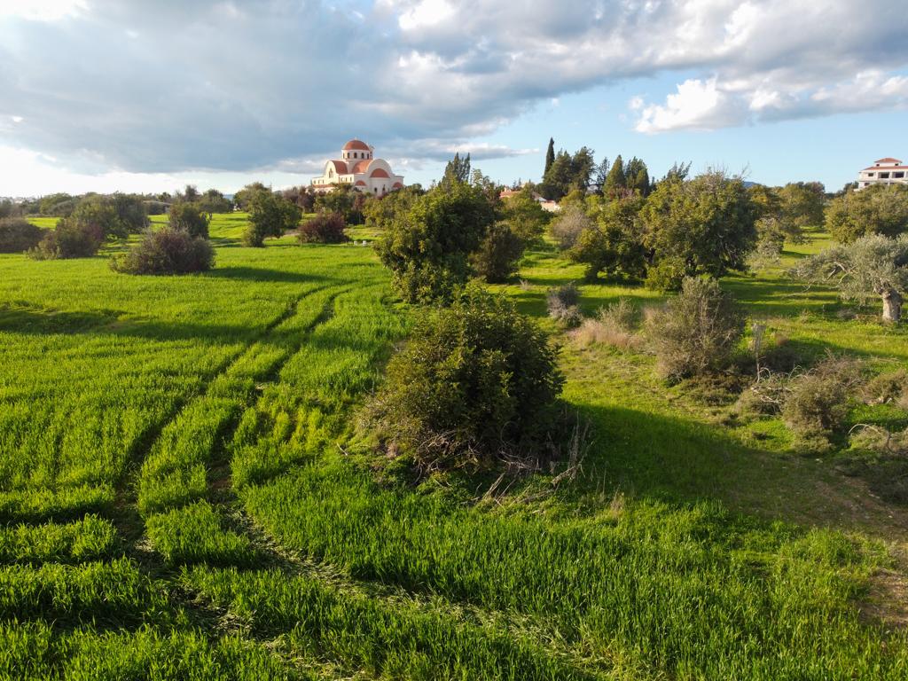 Field - Mazotos, Larnaca