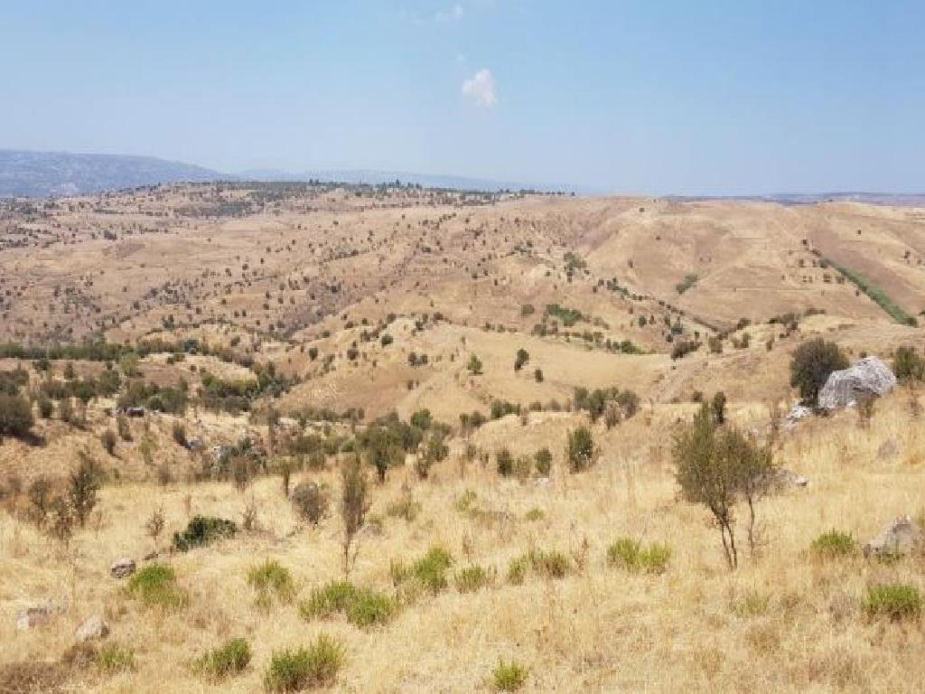 Field - Pendalia, Paphos