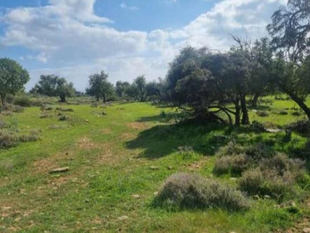 Field - Anogira, Limassol